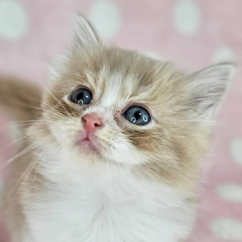 販売中の千葉県のマンチカン-137839