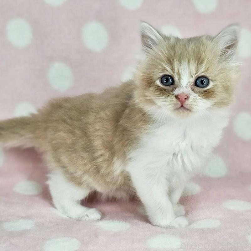 販売中の千葉県のマンチカン-137839の6枚目