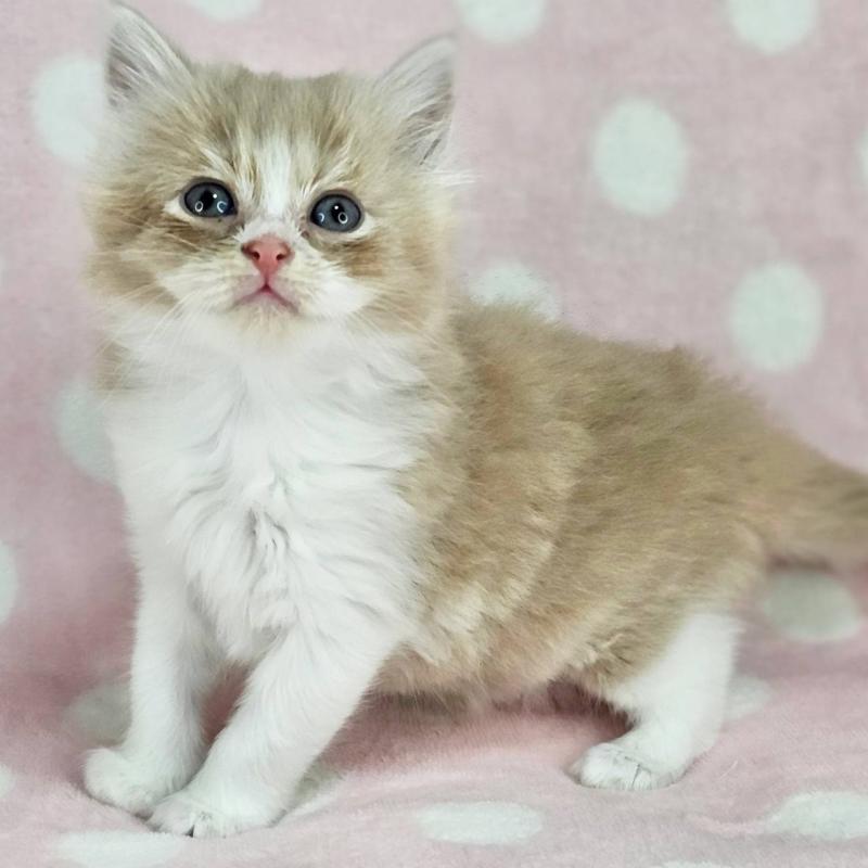 販売中の千葉県のマンチカン-137839の5枚目