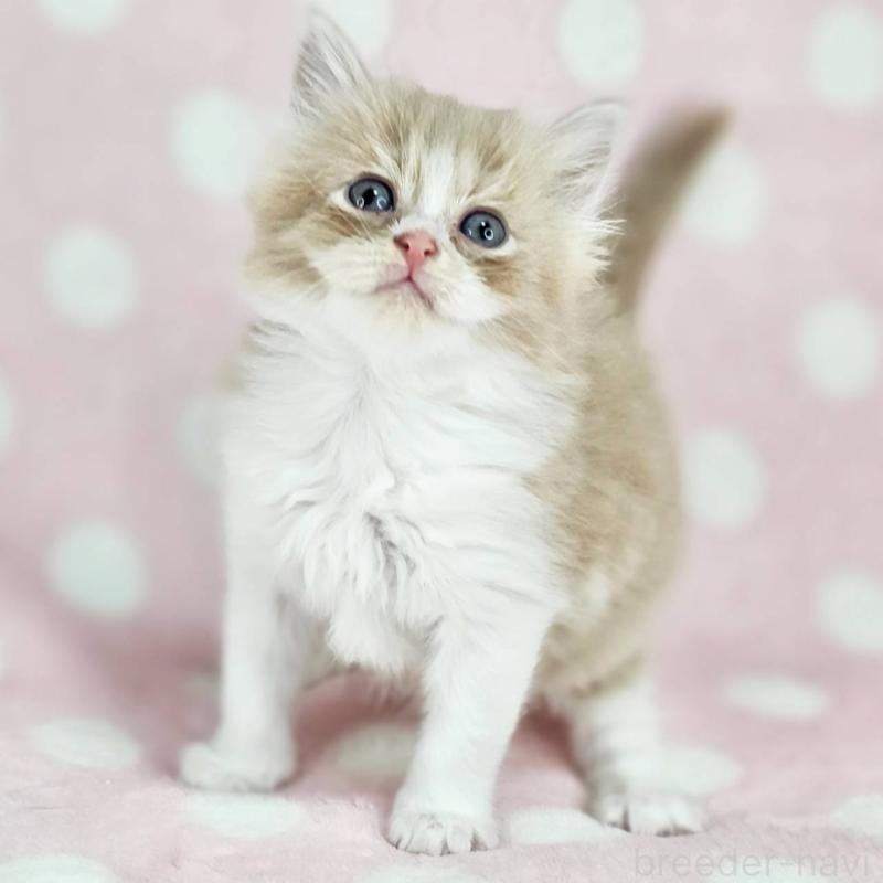 販売中の千葉県のマンチカン-137839の3枚目