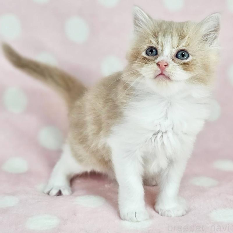 販売中の千葉県のマンチカン-137839の2枚目