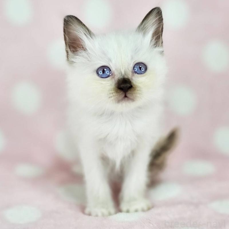 販売中の千葉県のバーマン-137840