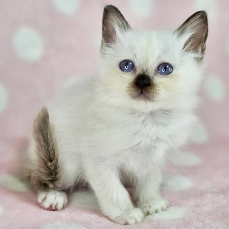 販売中の千葉県のバーマン-137840の5枚目