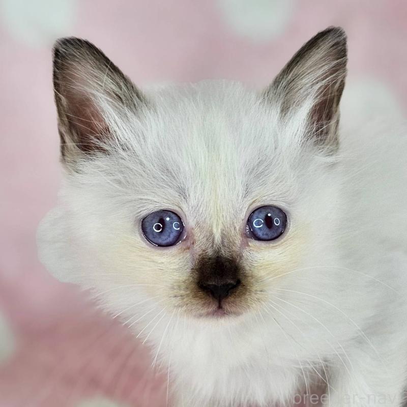 販売中の千葉県のバーマン-137840の4枚目