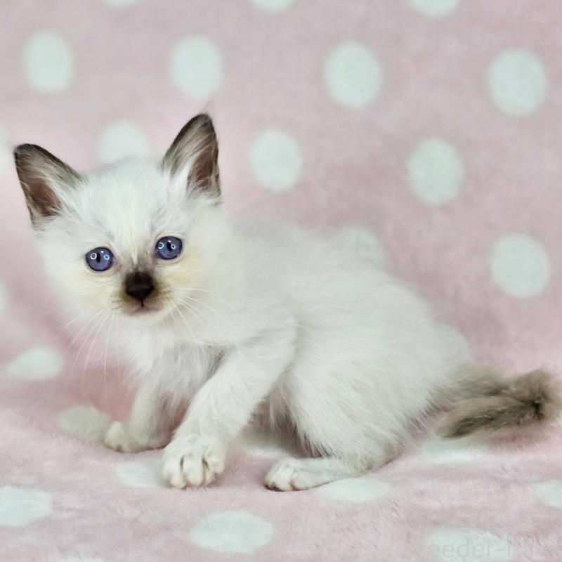 販売中の千葉県のバーマン-137840の3枚目