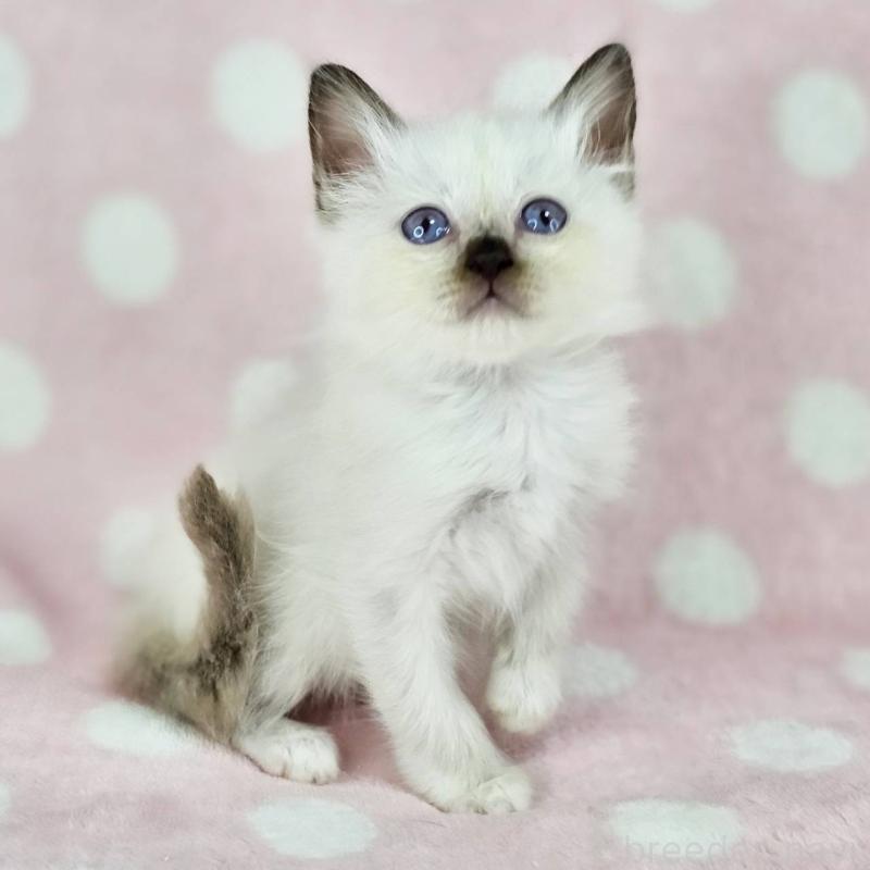 販売中の千葉県のバーマン-137840の2枚目