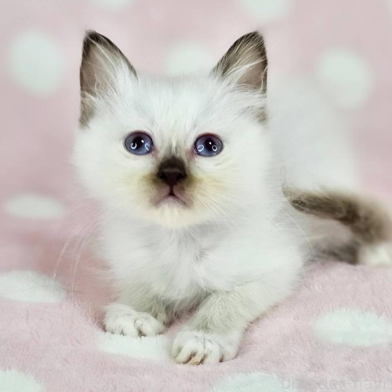 商談中の千葉県のバーマン-137841の1枚目