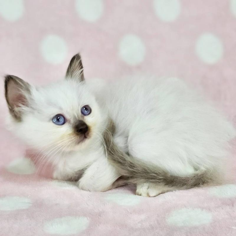 商談中の千葉県のバーマン-137841の5枚目