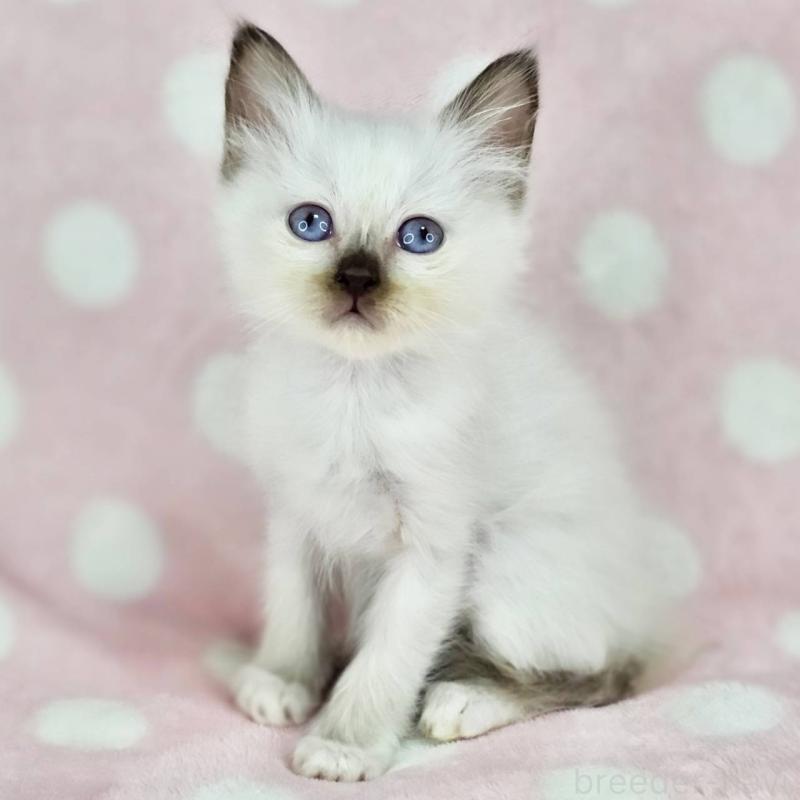 商談中の千葉県のバーマン-137841の4枚目