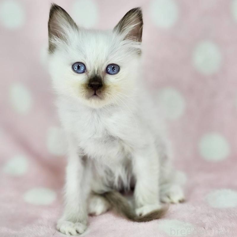 商談中の千葉県のバーマン-137841の3枚目