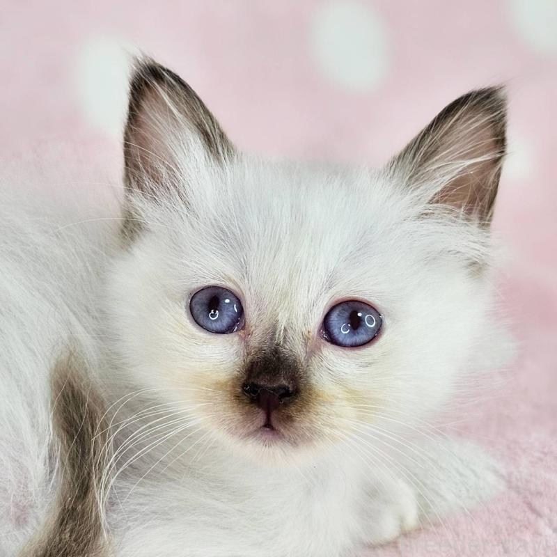 商談中の千葉県のバーマン-137841の2枚目