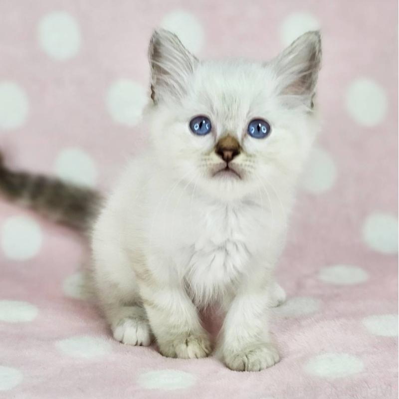 販売中の千葉県のバーマン-137842