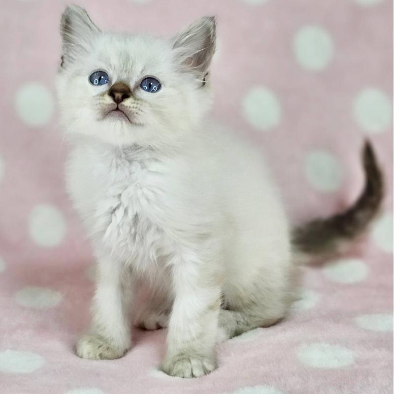 販売中の千葉県のバーマン-137842の4枚目