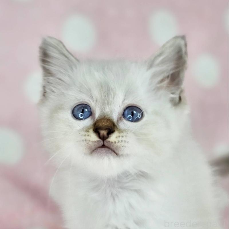 販売中の千葉県のバーマン-137842の3枚目