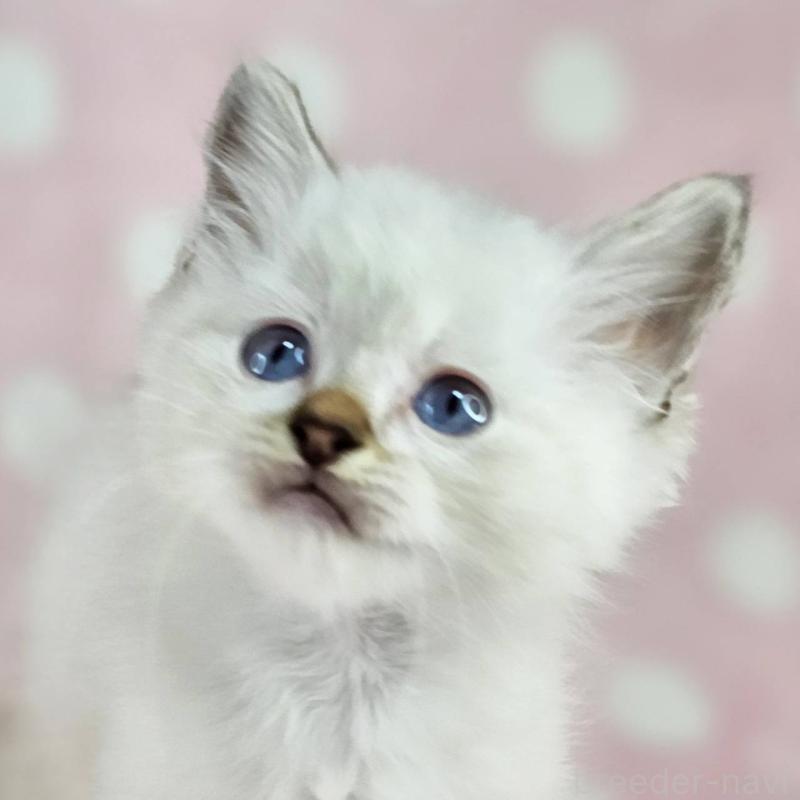 販売中の千葉県のバーマン-137842の2枚目