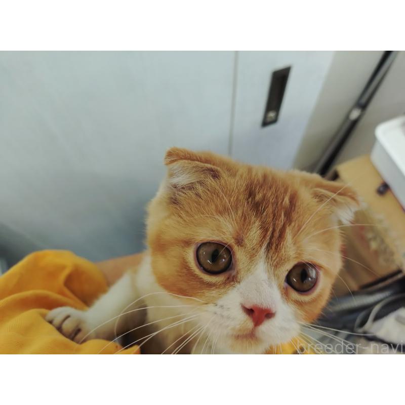 販売中の愛知県のスコティッシュフォールド-136567の7枚目