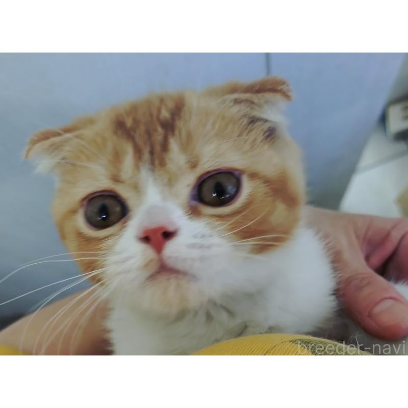 販売中の愛知県のスコティッシュフォールド-136567の6枚目