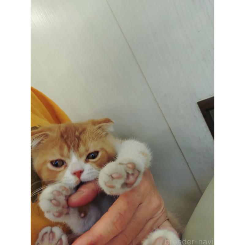 販売中の愛知県のスコティッシュフォールド-136567の4枚目