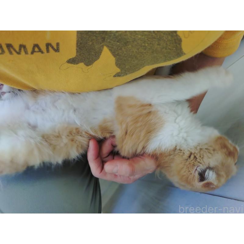 販売中の愛知県のスコティッシュフォールド-136567の3枚目