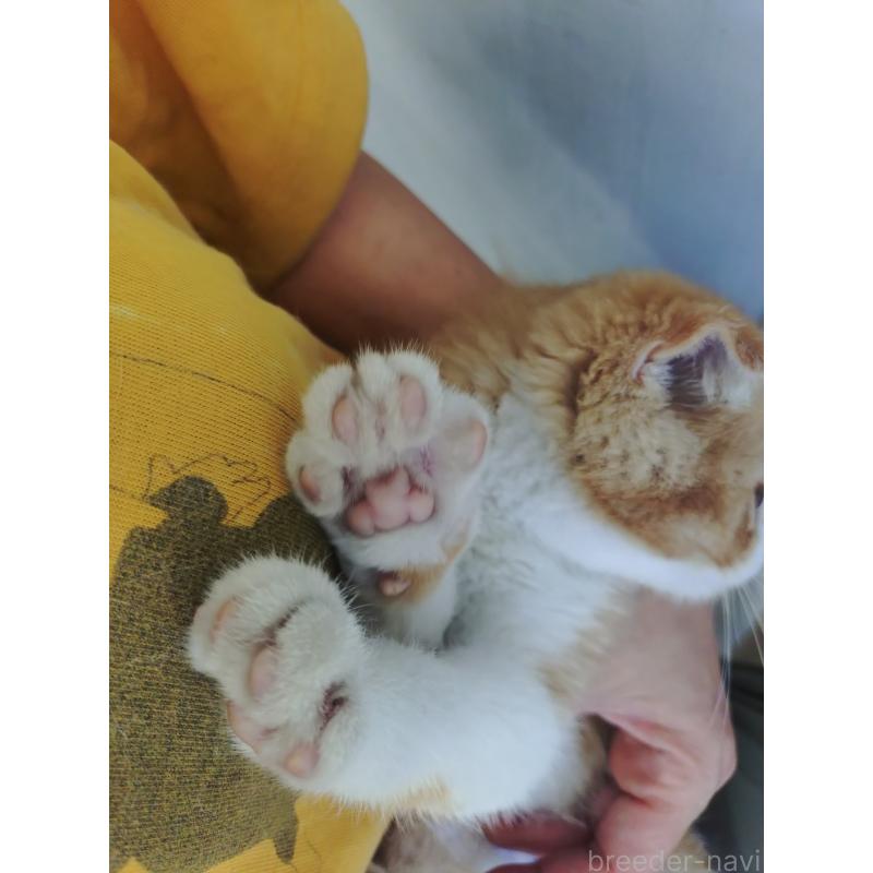 販売中の愛知県のスコティッシュフォールド-136567の2枚目