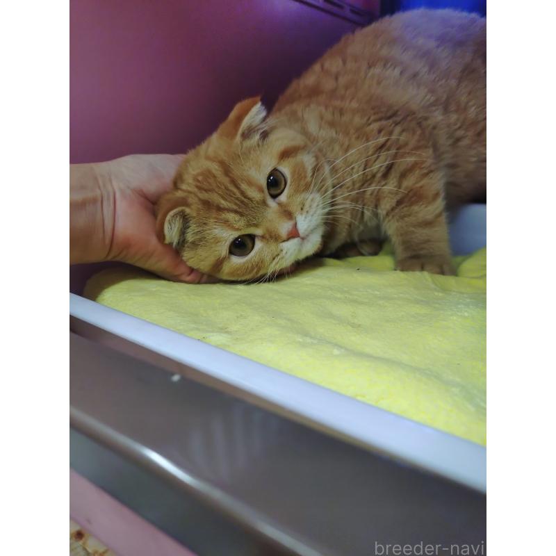 販売中の愛知県のスコティッシュフォールド-136522の9枚目