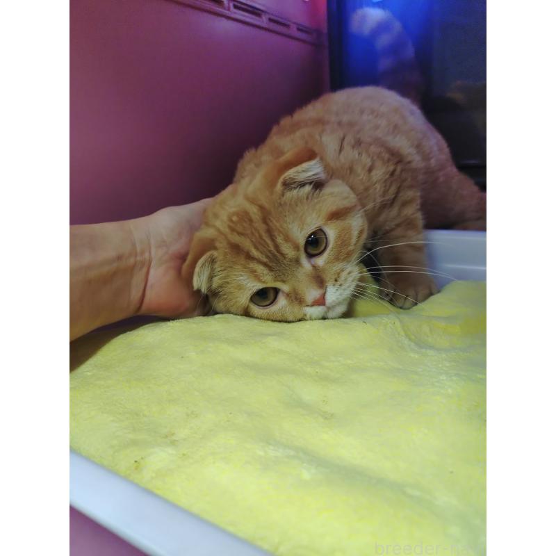 販売中の愛知県のスコティッシュフォールド-136522の8枚目