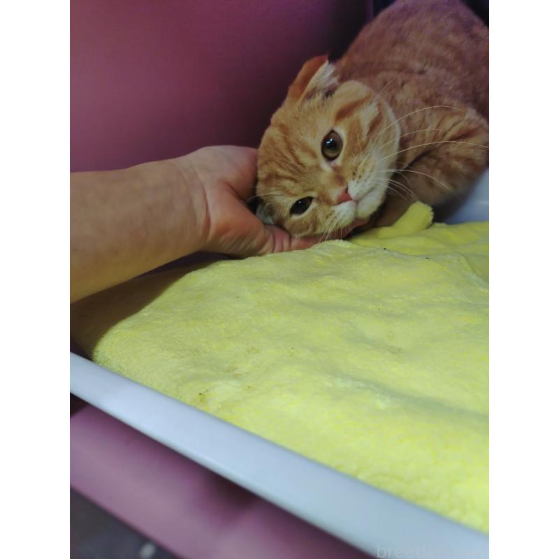 販売中の愛知県のスコティッシュフォールド-136522の7枚目