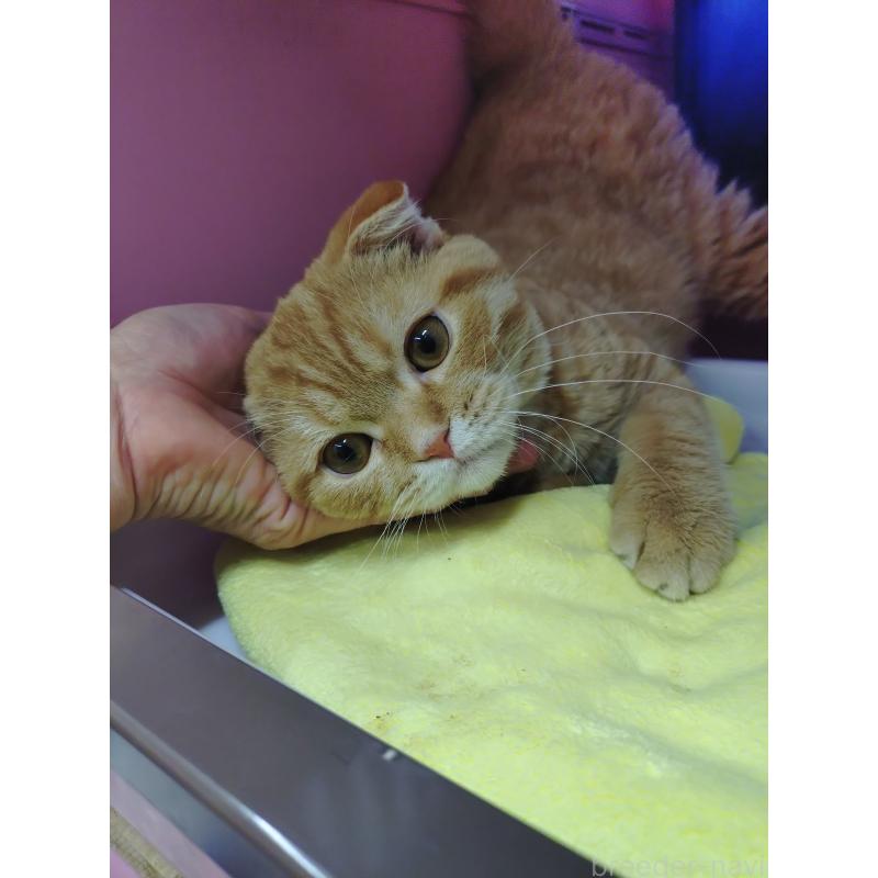 販売中の愛知県のスコティッシュフォールド-136522の6枚目