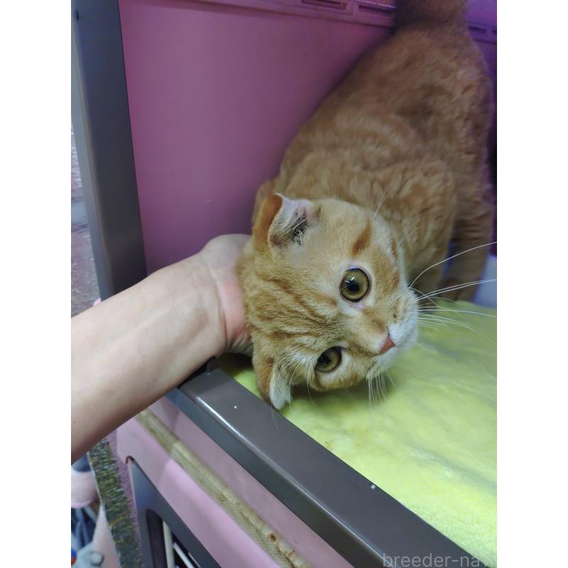 販売中の愛知県のスコティッシュフォールド-136522の5枚目