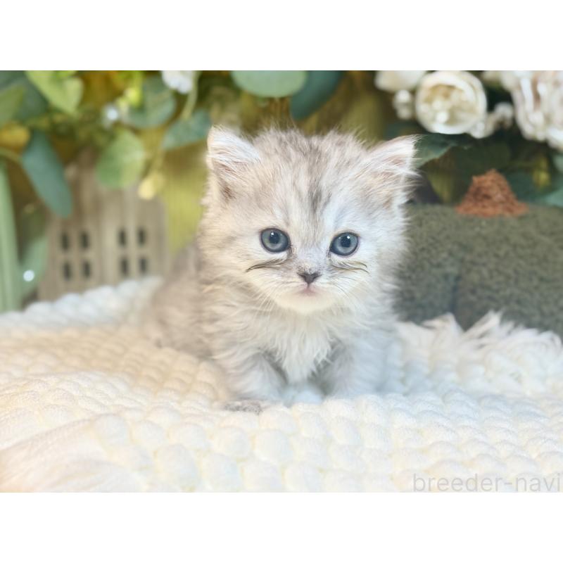 販売中の岐阜県のペルシャ(チンチラ)-137031の7枚目