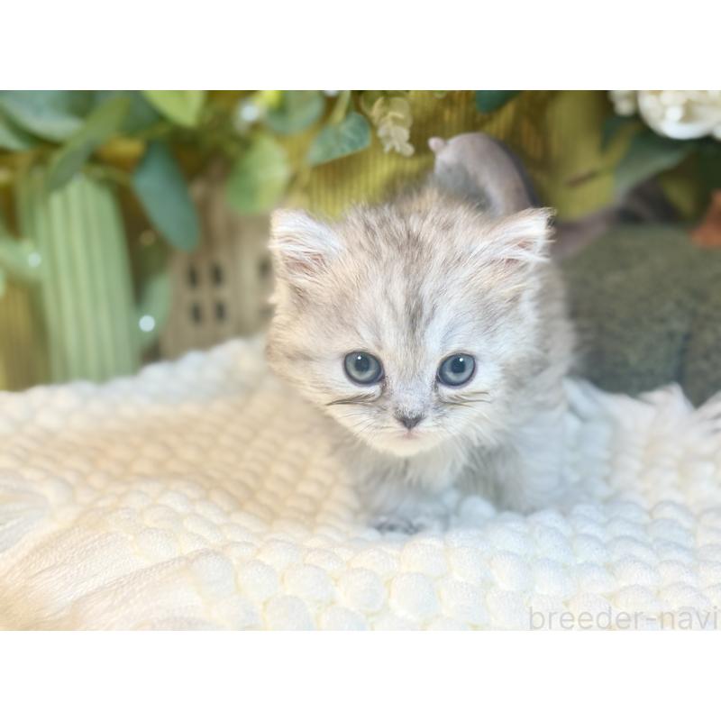 販売中の岐阜県のペルシャ(チンチラ)-137031の6枚目