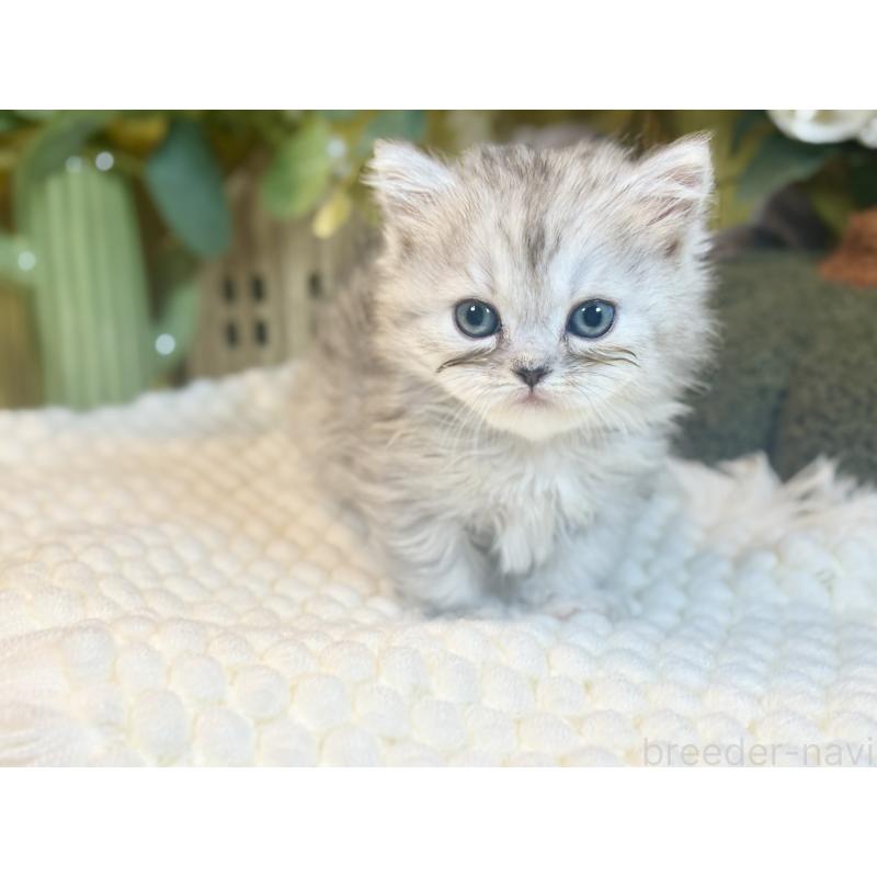 販売中の岐阜県のペルシャ(チンチラ)-137031の5枚目