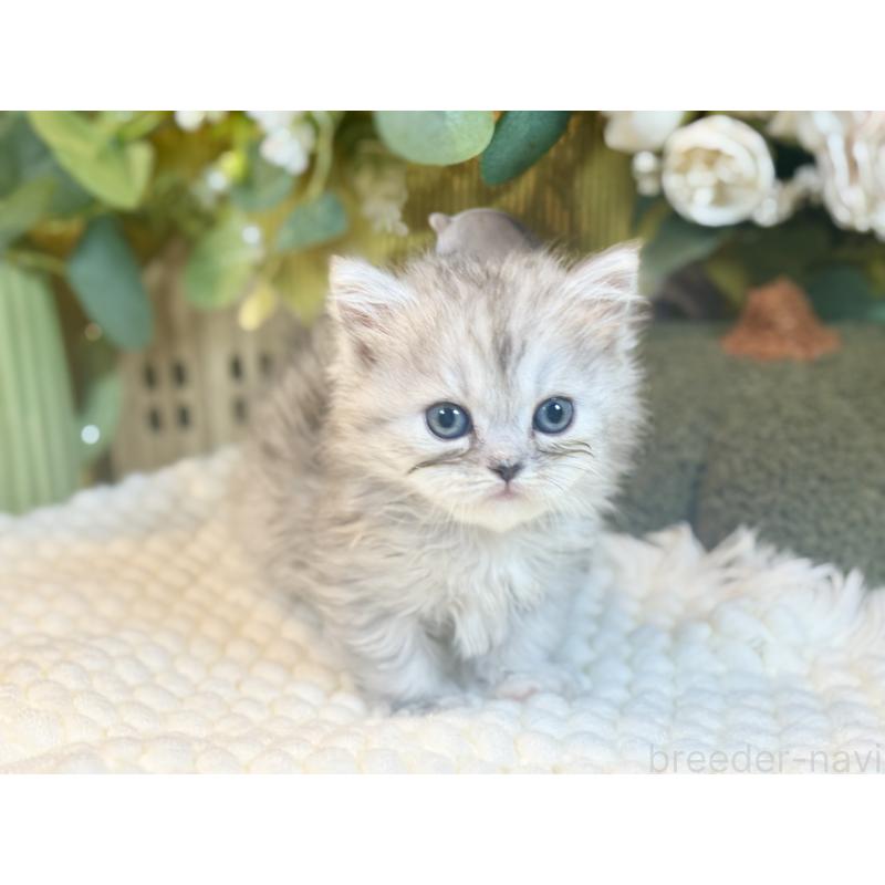 販売中の岐阜県のペルシャ(チンチラ)-137031の4枚目