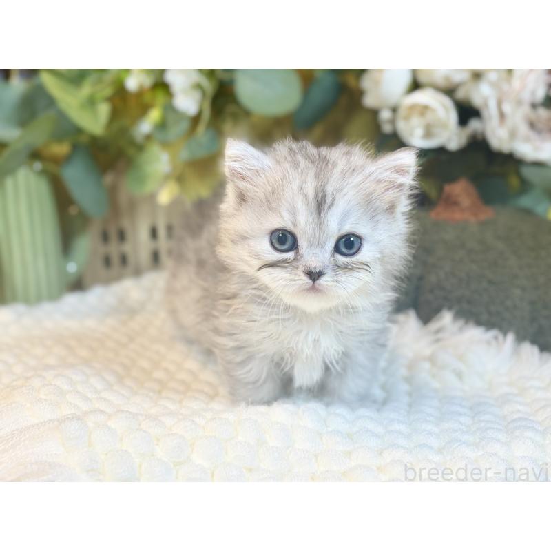 販売中の岐阜県のペルシャ(チンチラ)-137031の3枚目