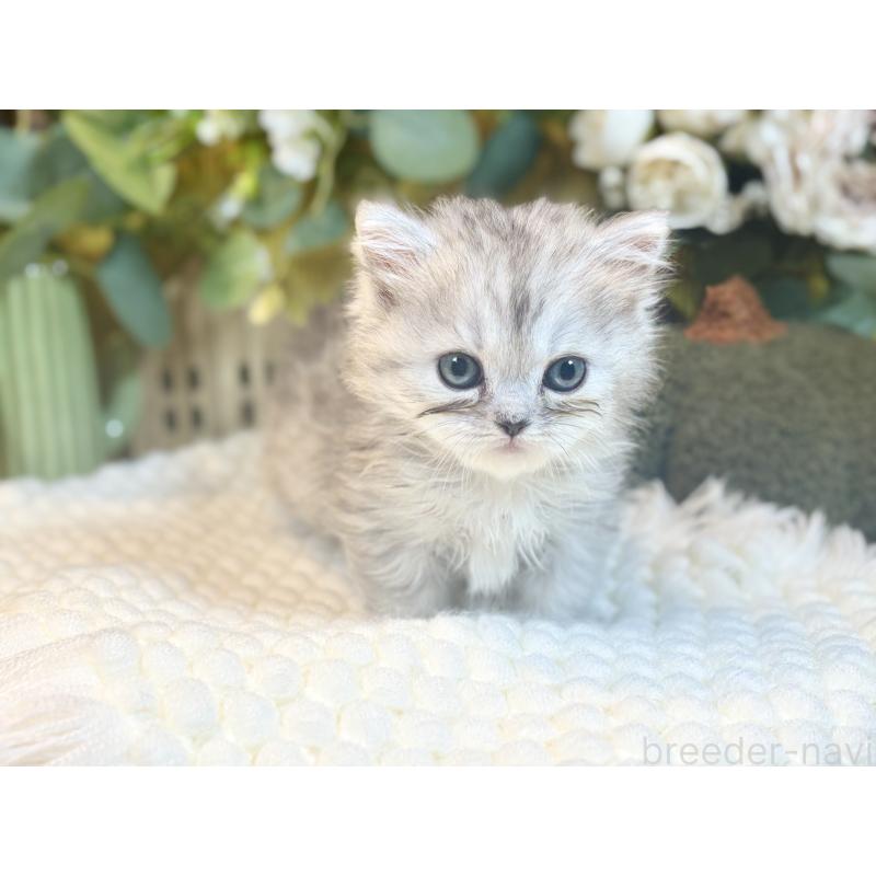 販売中の岐阜県のペルシャ(チンチラ)-137031の2枚目