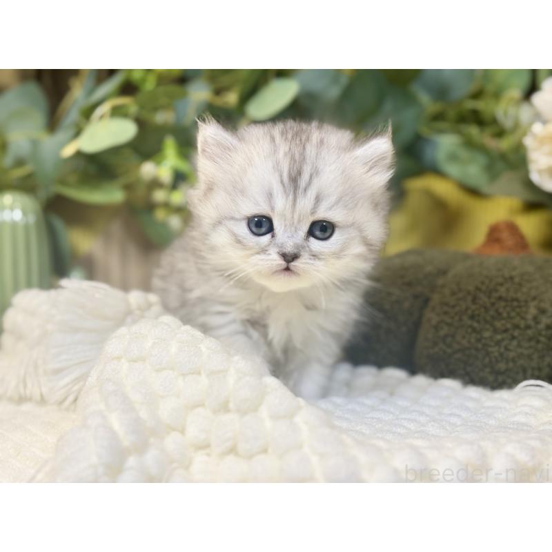 成約済の岐阜県のペルシャ(チンチラ)-137032の9枚目