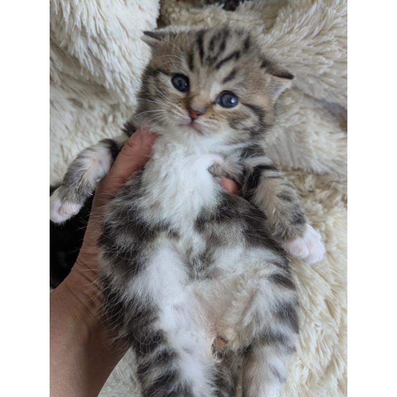 販売中の神奈川県のスコティッシュストレート-137853の6枚目