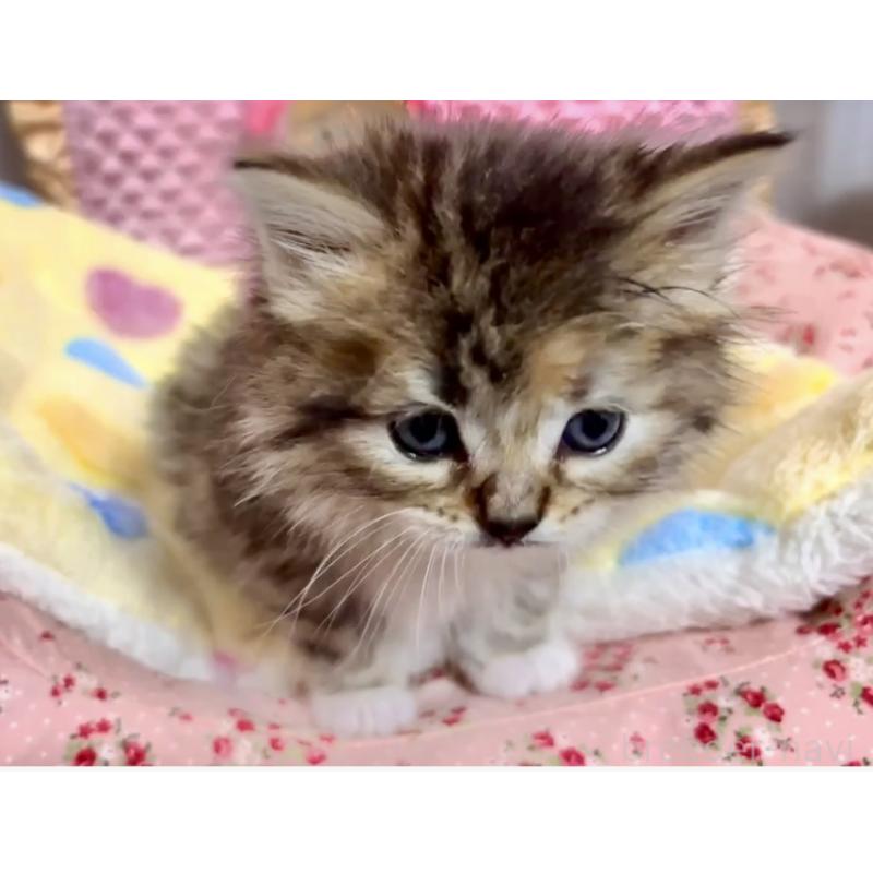 販売中の大阪府のラガマフィン-136660の11枚目