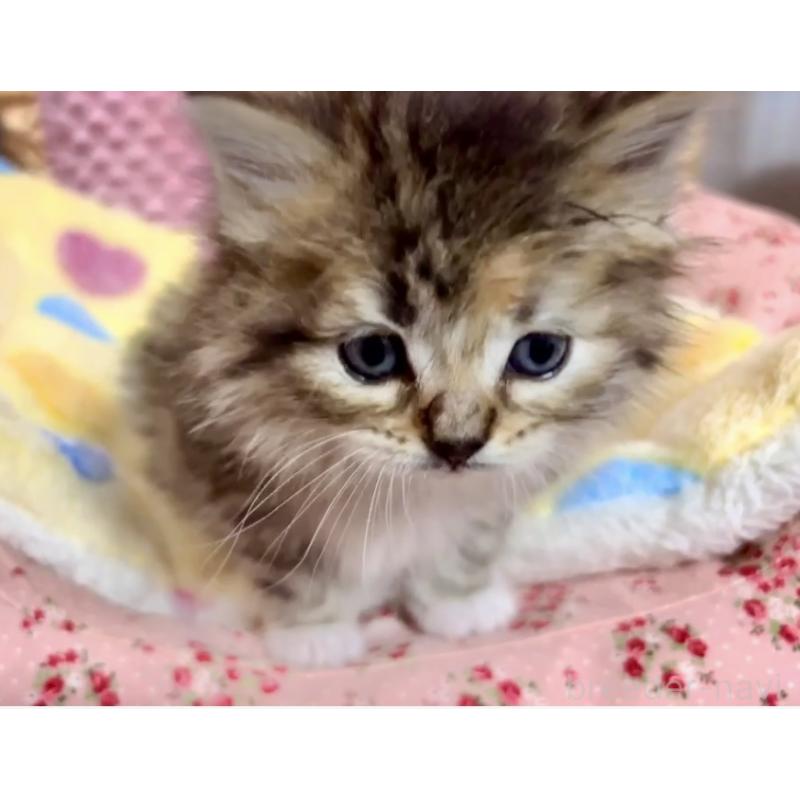 販売中の大阪府のラガマフィン-136660の10枚目