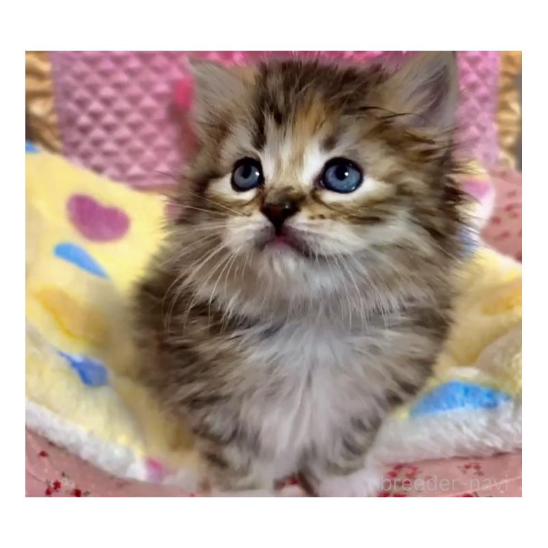 販売中の大阪府のラガマフィン-136660の9枚目