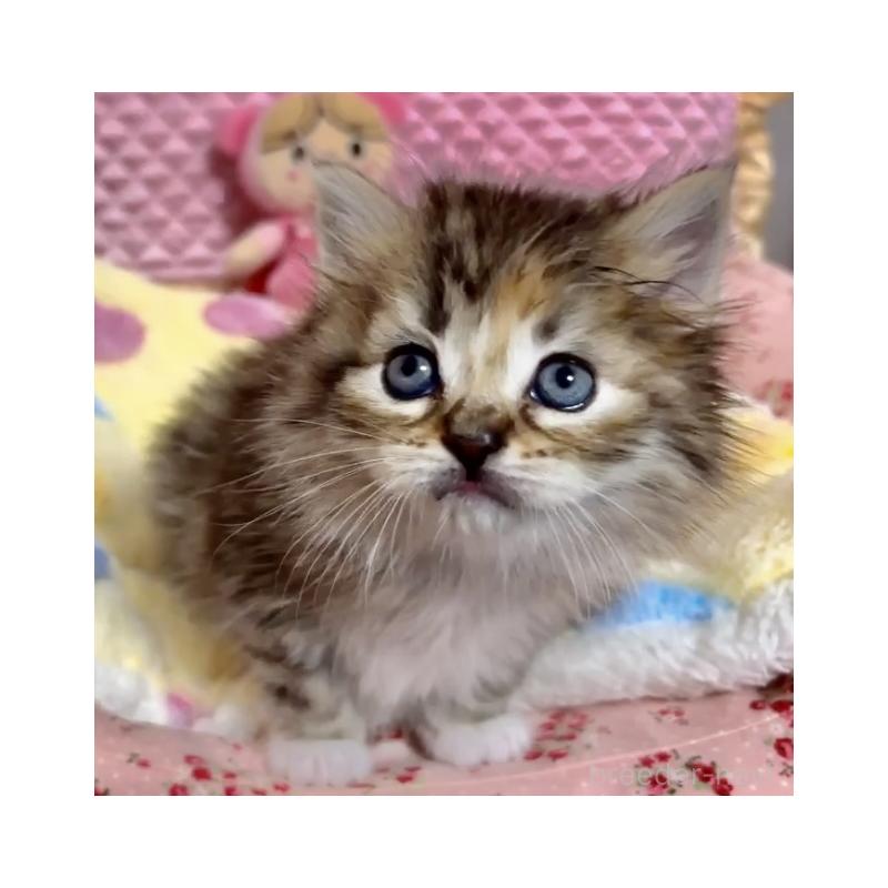 販売中の大阪府のラガマフィン-136660の8枚目