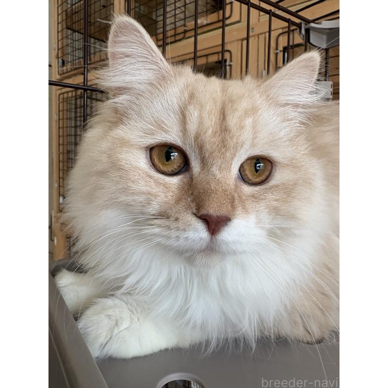 成約済の愛知県のミックス-136750の7枚目