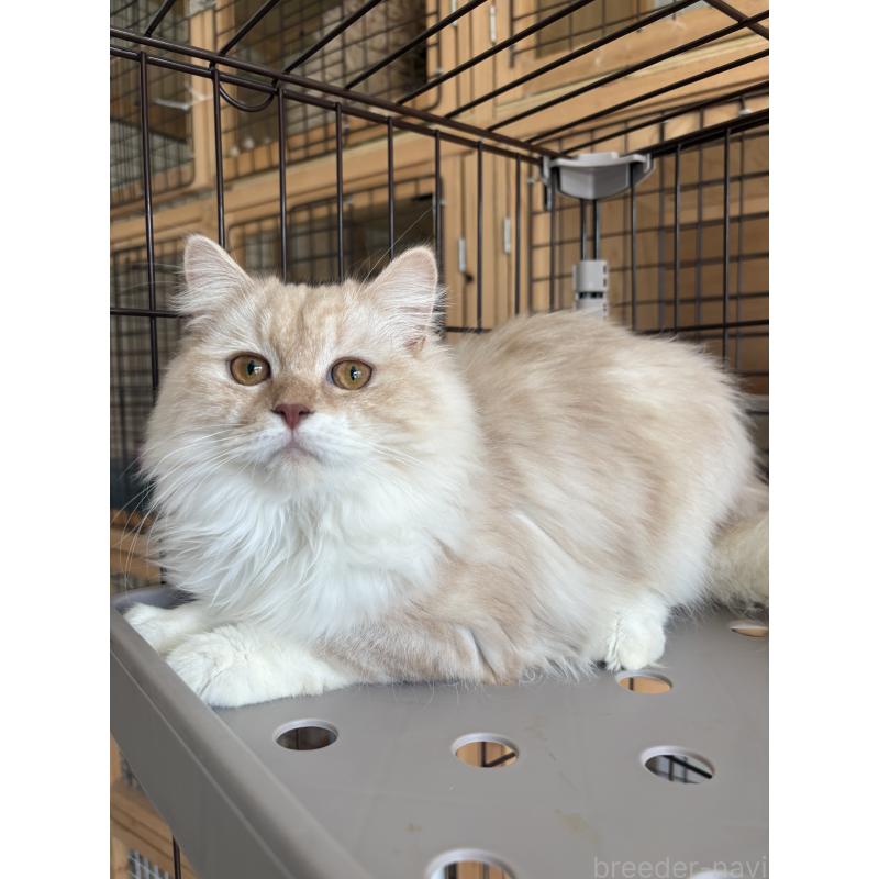 成約済の愛知県のミックス-136750の6枚目