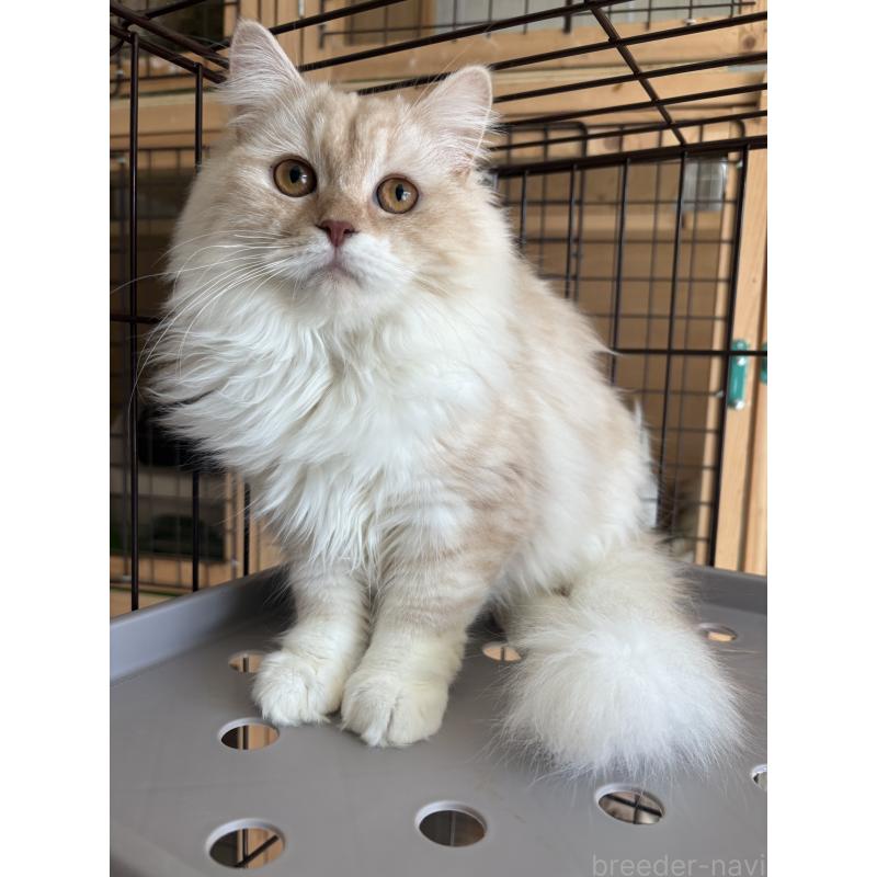 成約済の愛知県のミックス-136750の5枚目