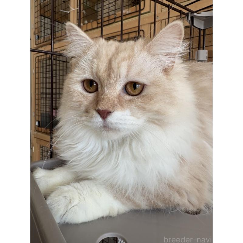 成約済の愛知県のミックス-136750の4枚目