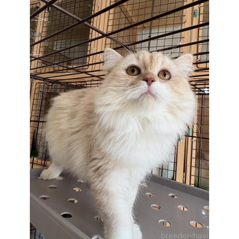 成約済の愛知県のミックス-136750の3枚目