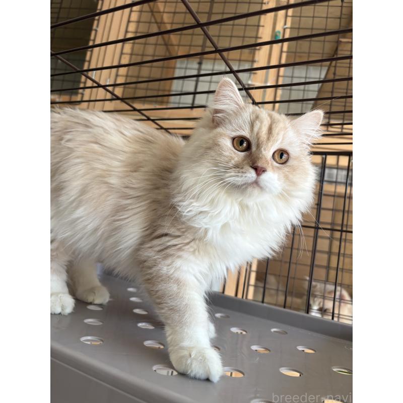 成約済の愛知県のミックス-136750の2枚目