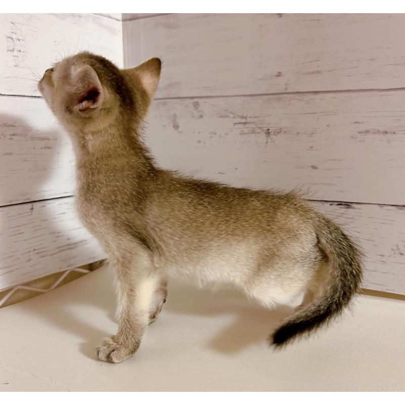 販売中の東京都のシンガプーラ-137854の3枚目