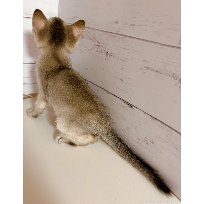 販売中の東京都のシンガプーラ-137854の2枚目