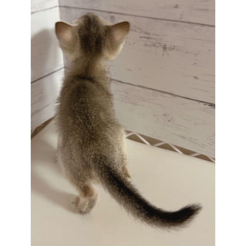 販売中の東京都のシンガプーラ-137855の5枚目